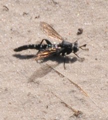 Miltinus viduatus