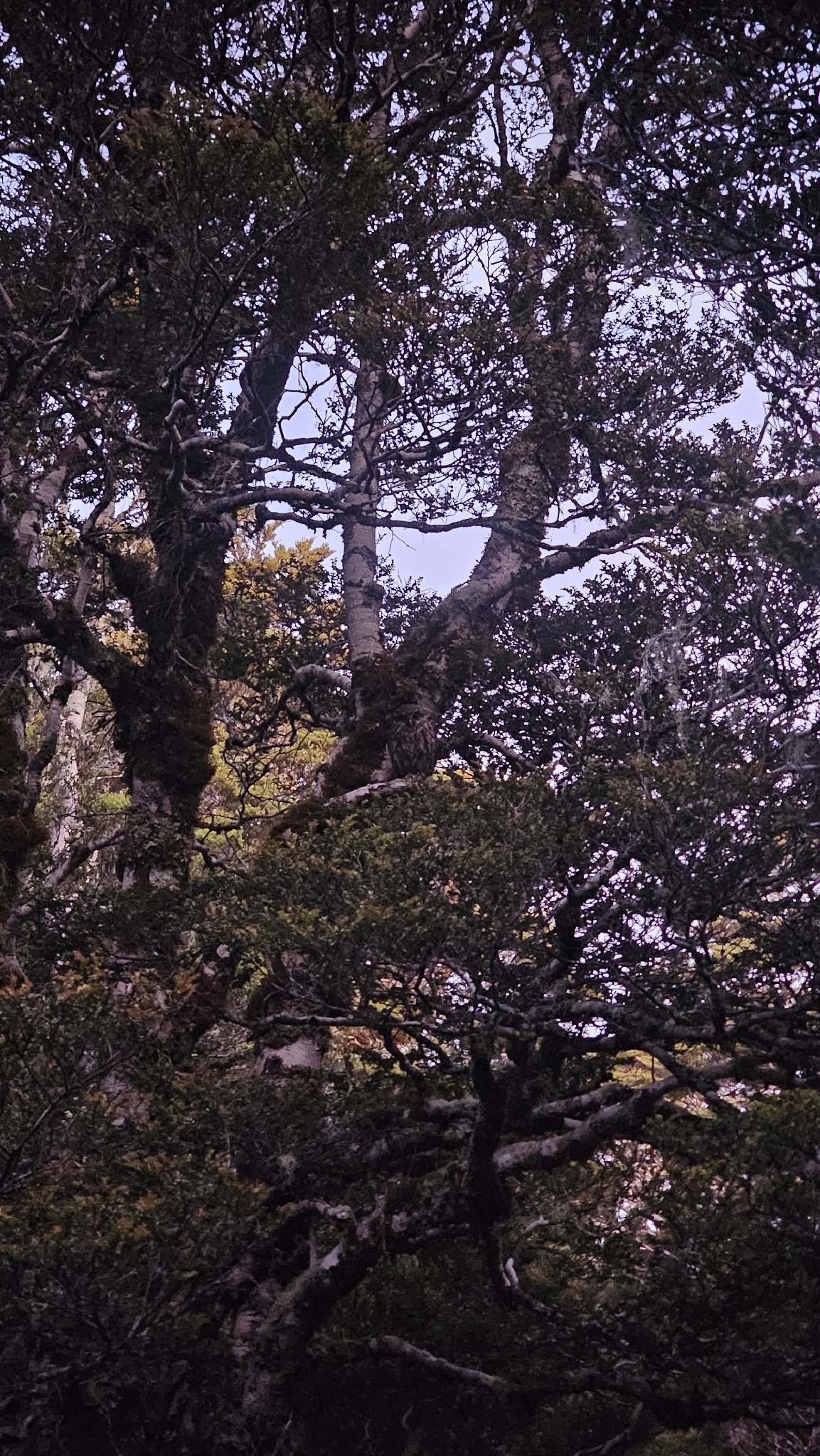 Morepork (Ninox novaeseelandiae), photo 2
