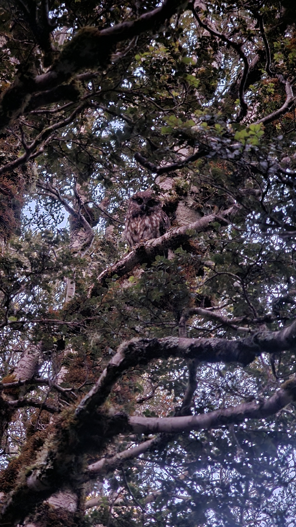 Morepork (Ninox novaeseelandiae), photo 3