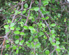 Coprosma wallii