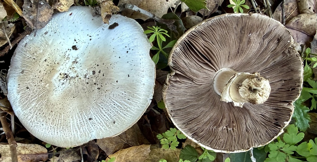 Agaricus xanthodermus · January 2026 · photo: © hllrnnr (iNaturalist, cc0)