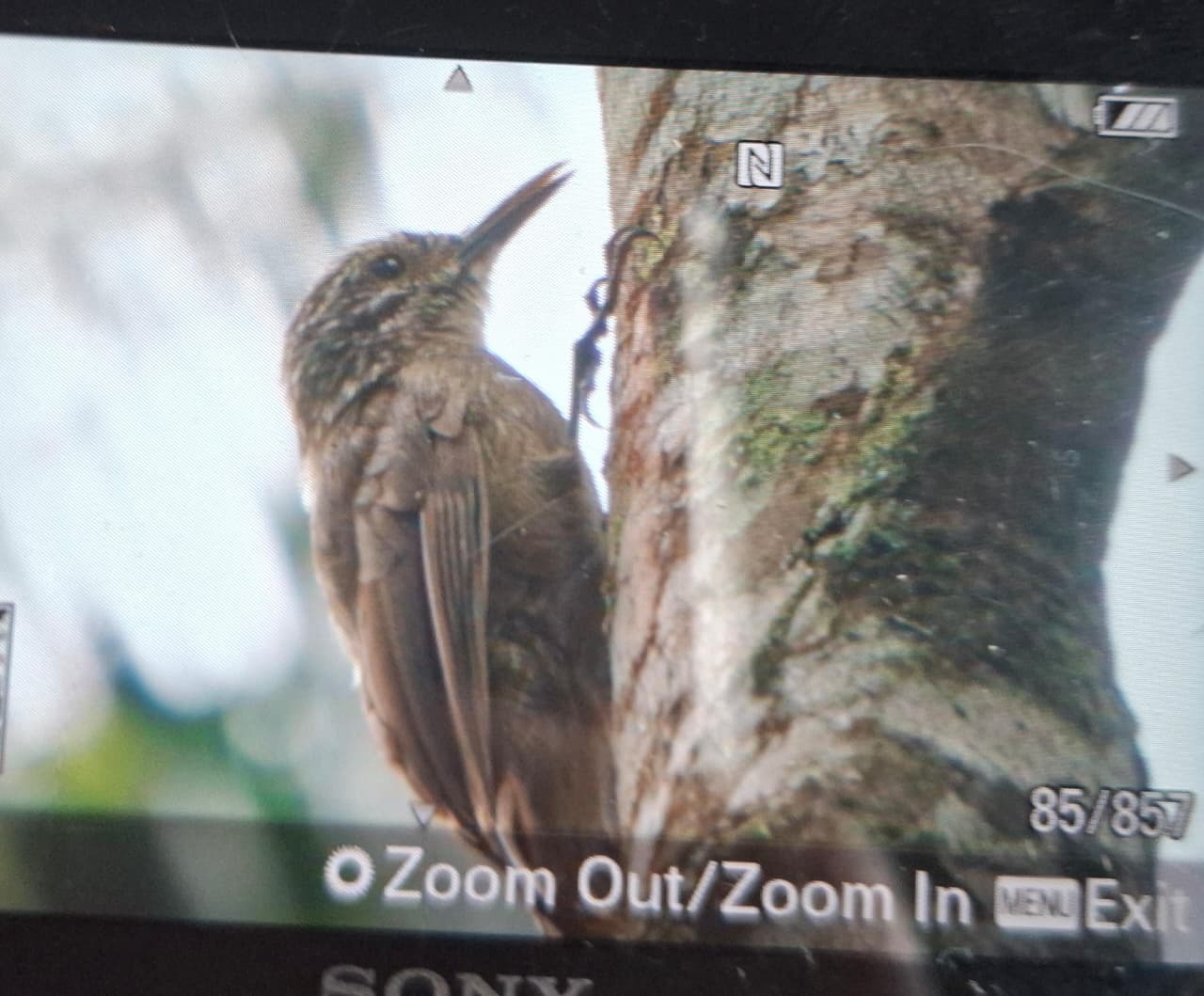 Planalto Woodcreeper (Dendrocolaptes platyrostris), photo 2