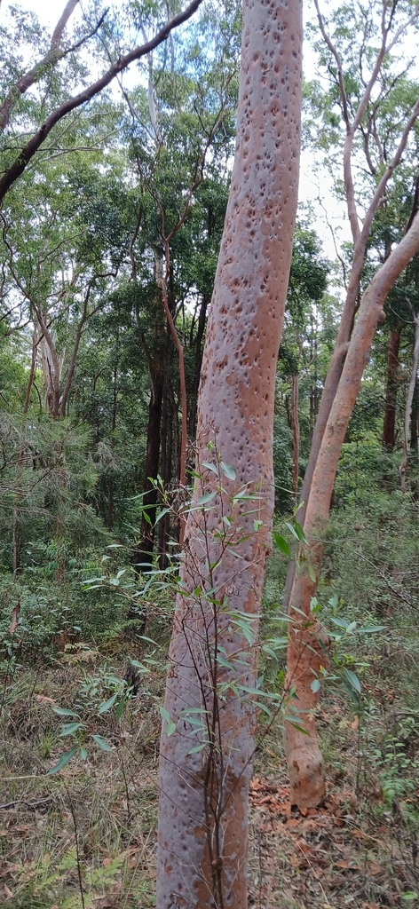 Smooth-barked apple from Reilleys Rd before Moxhams Rd, Winston Hills ...