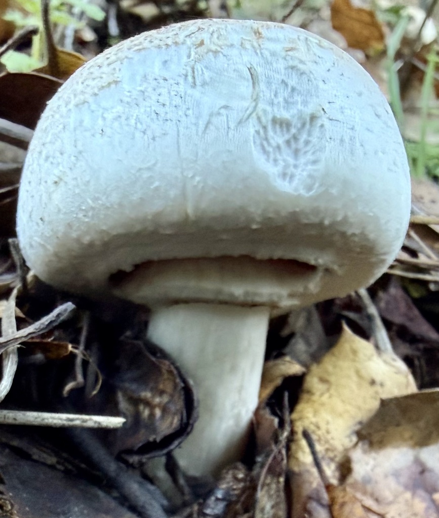 Agaricus xanthodermus · January 2026 · photo: © hllrnnr (iNaturalist, cc0)