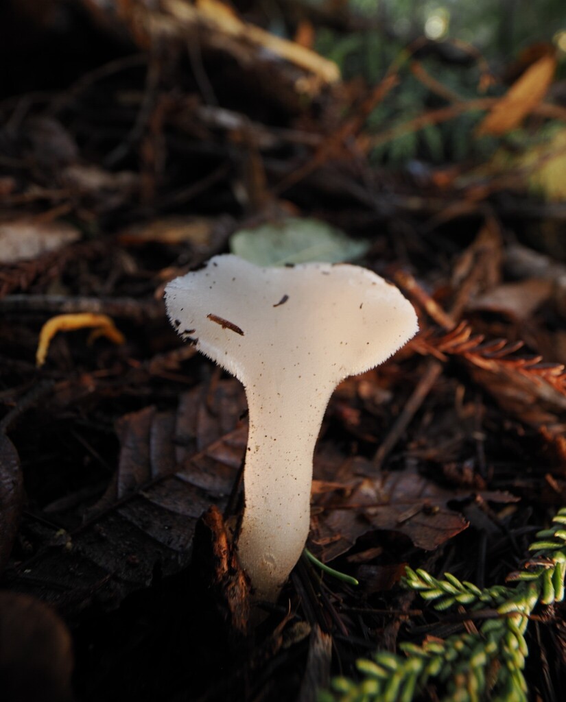 Pseudohydnum gelatinosum · January 2026 · photo: © alan_rockefeller (iNaturalist, cc-by-sa)