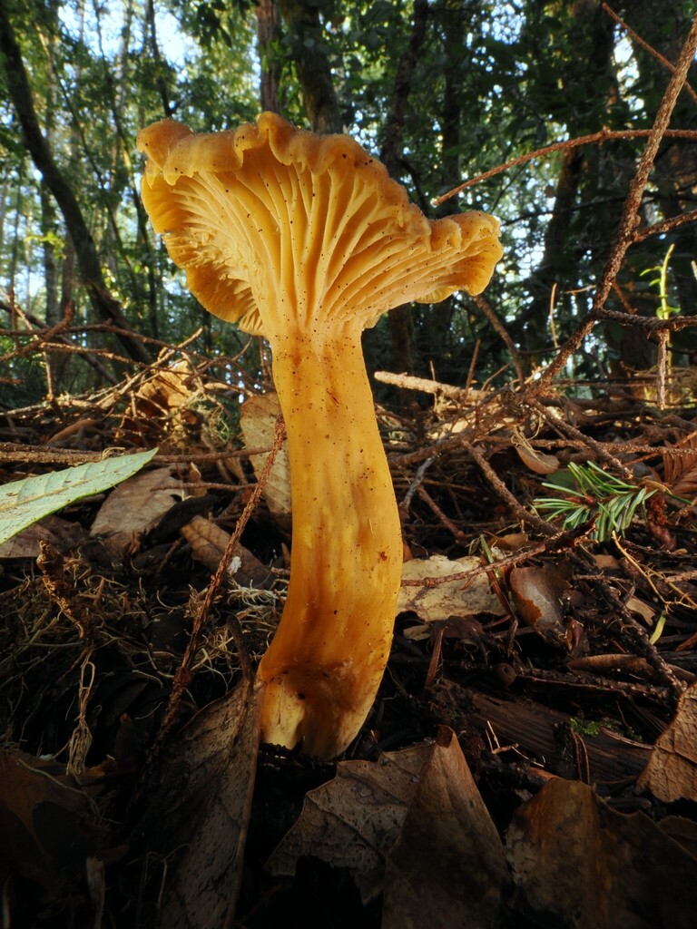 Craterellus tubaeformis · January 2026 · photo: © alan_rockefeller (iNaturalist, cc-by-sa)