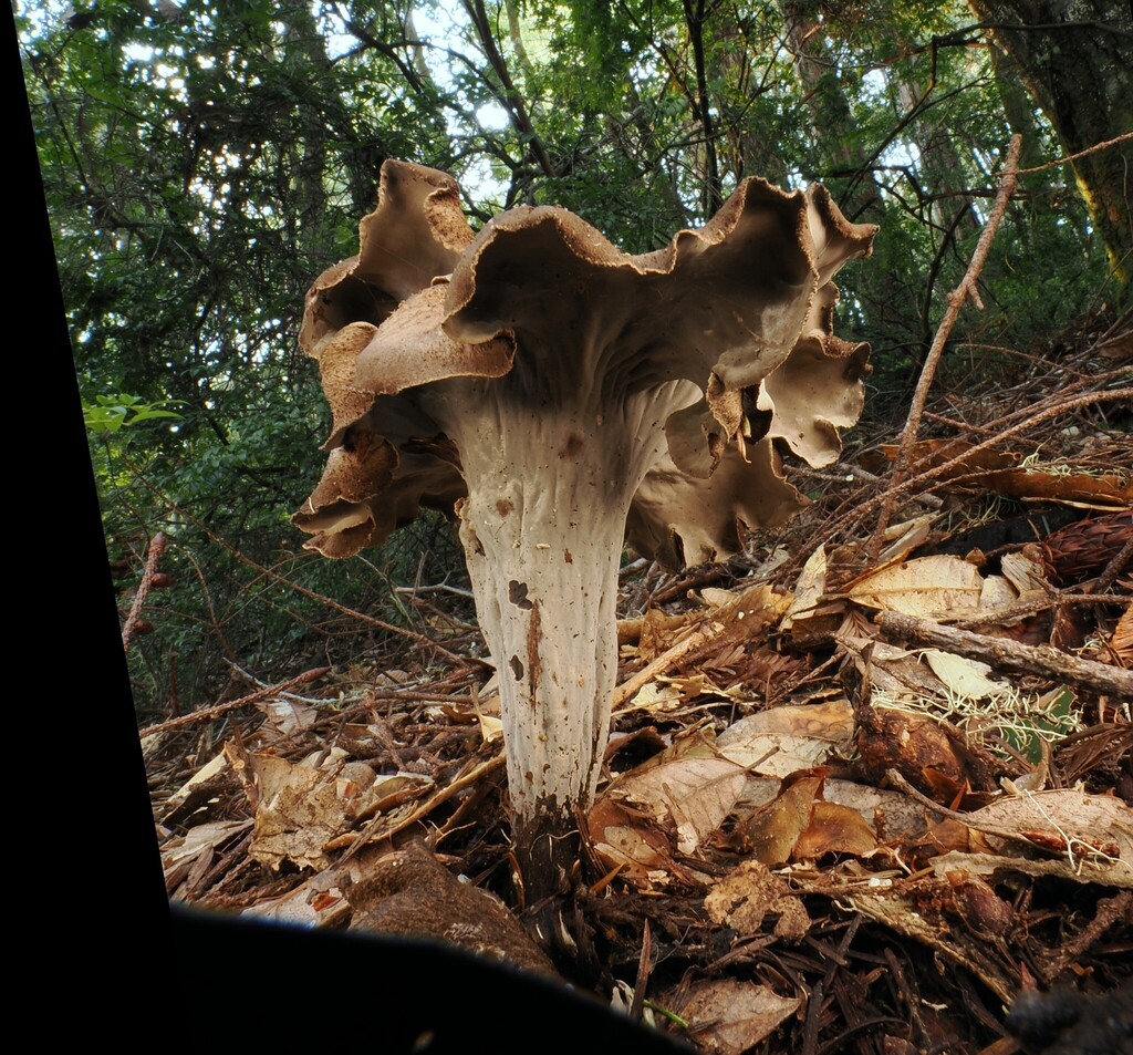 Craterellus calicornucopioides · January 2026 · photo: © alan_rockefeller (iNaturalist, cc-by-sa)