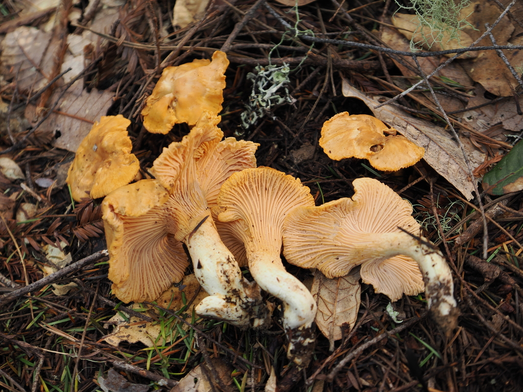 Cantharellus formosus · January 2026 · photo: © alan_rockefeller (iNaturalist, cc-by-sa)