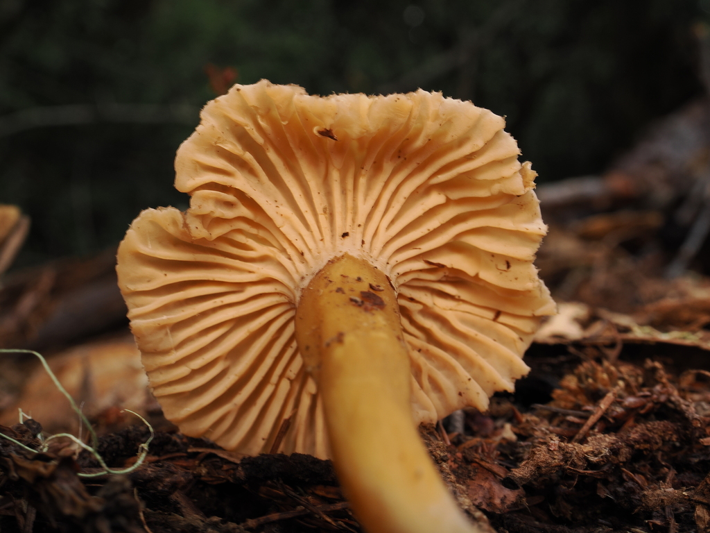 Craterellus tubaeformis · January 2026 · photo: © alan_rockefeller (iNaturalist, cc-by-sa)