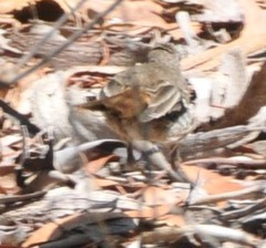 Drymodes brunneopygia