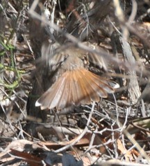 Drymodes brunneopygia