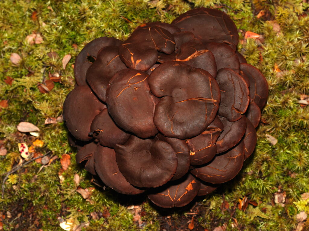 Hypholoma brunneum · January 2026 · photo: © william-harland (iNaturalist, cc-by-nc)