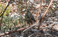 Drymodes brunneopygia