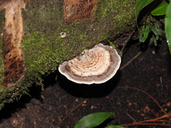 Trametes menziesii