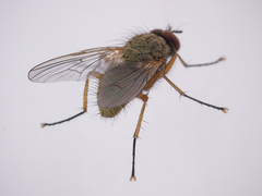 Phaonia angelicae