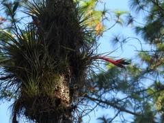 Tillandsia punctulata