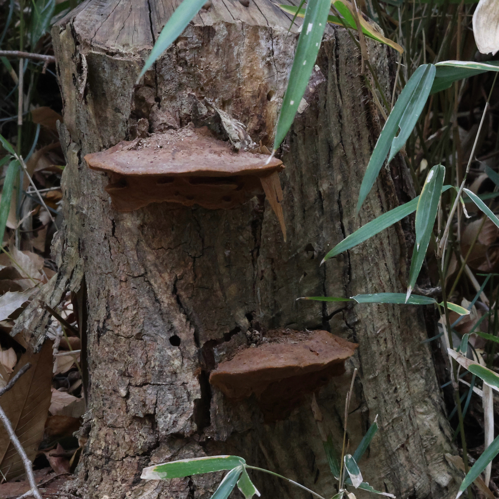 Fuscoporia gilva · January 2026 · photo: © liem_malarney (iNaturalist, cc-by)