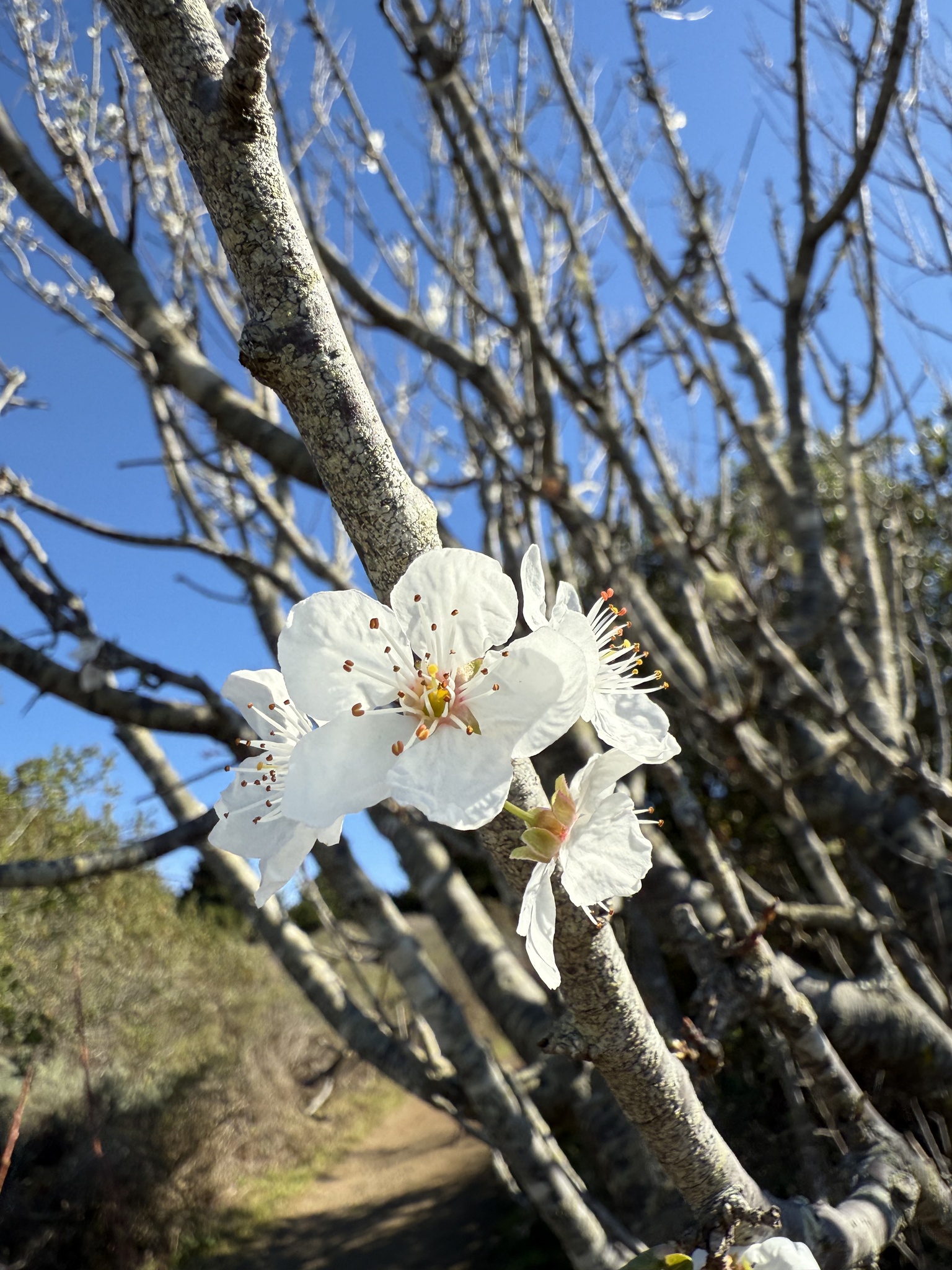 Imagem de Cerejeira-roxa