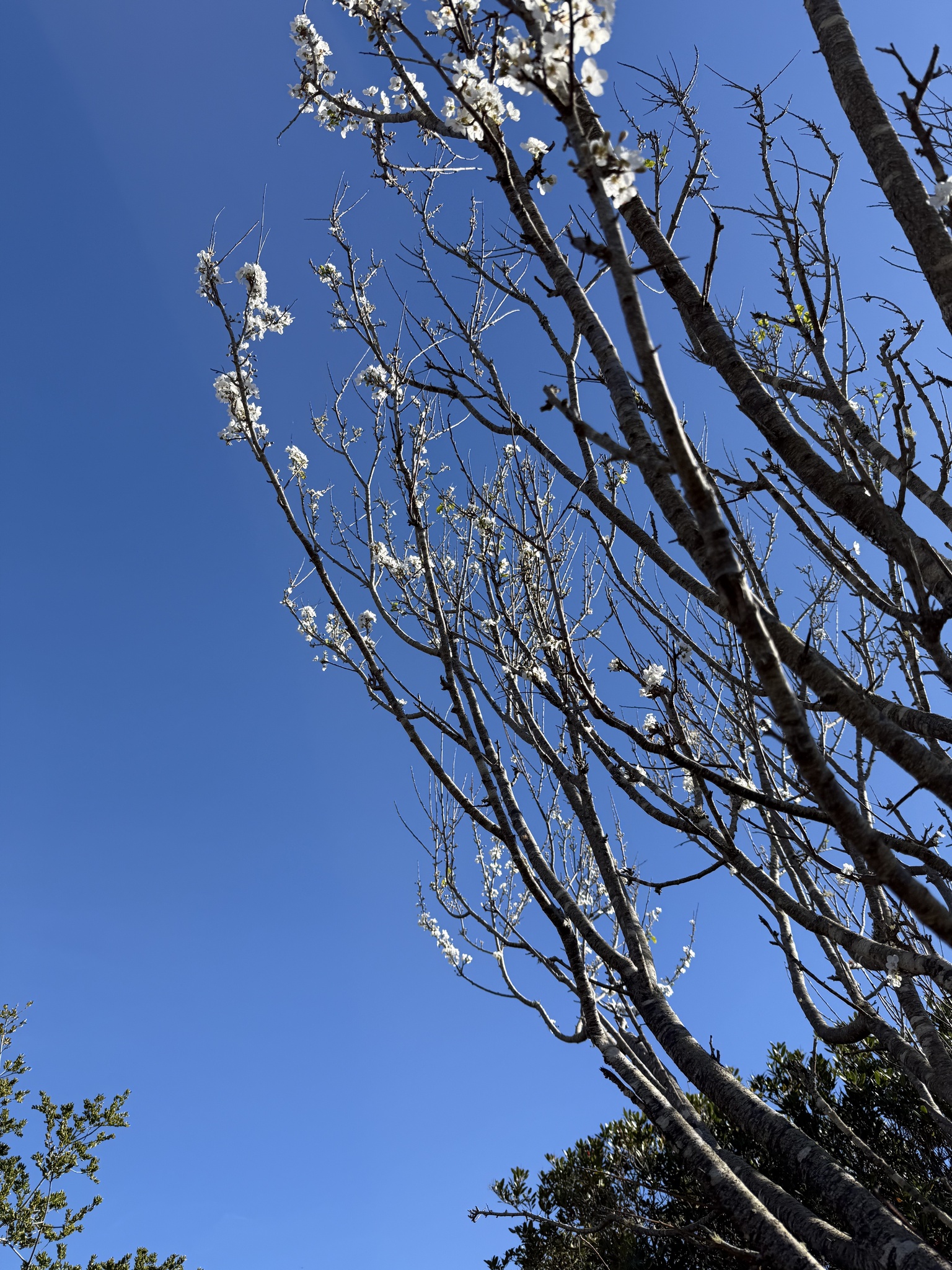 Imagem de Cerejeira-roxa