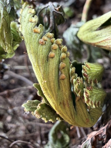 Humata repens iNat (2)