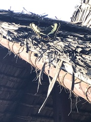 Papilio ophidicephalus