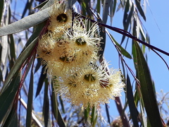 Eucalyptus sepulcralis