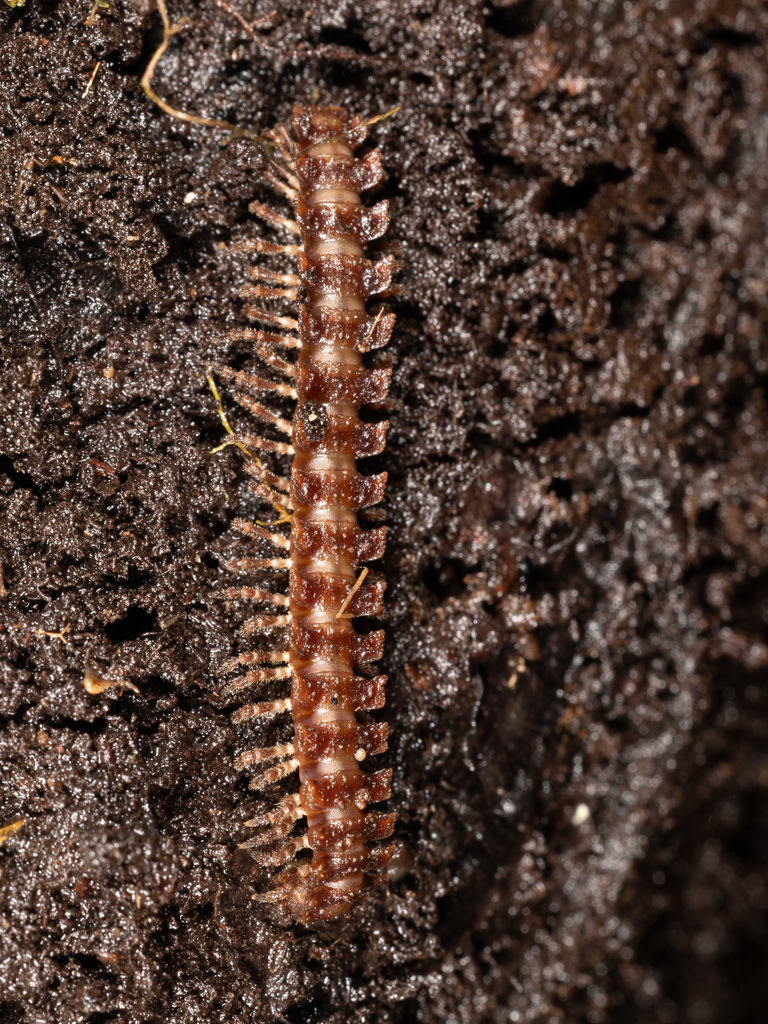 Nanorrhacus parvus