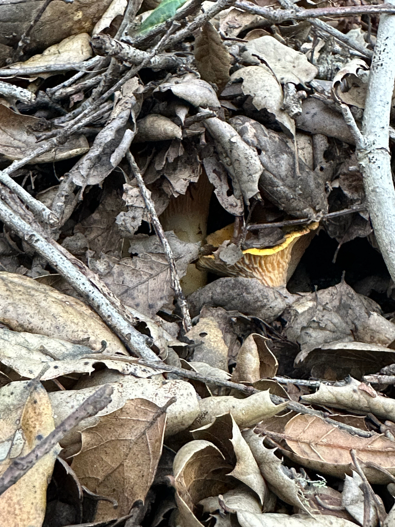 Cantharellus californicus · January 2026 · photo: © paulexcoff (iNaturalist, cc-by)