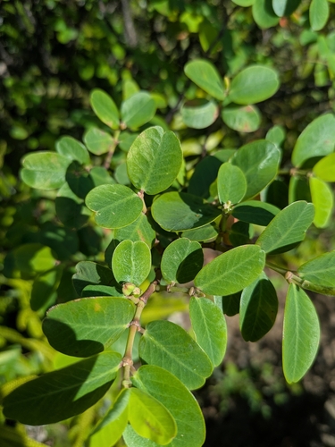 Euphorbia multiformis observed 2026-01-17