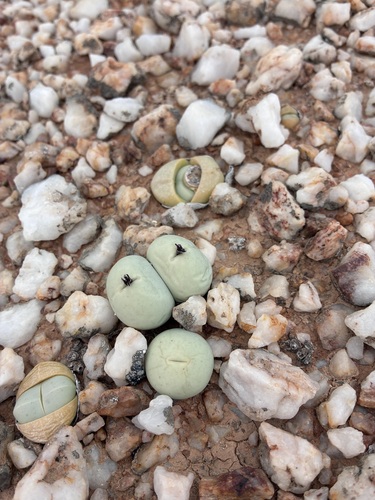 Marble Buttons (Conophytum calculus)