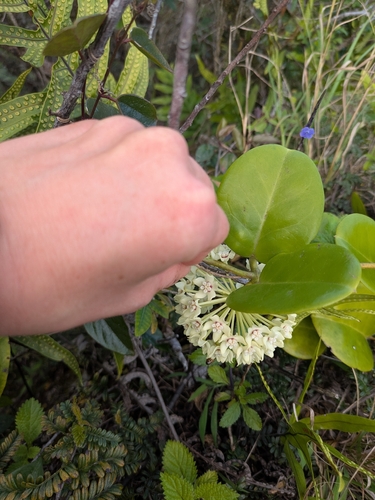 Hoya australis observed 2026-01-17