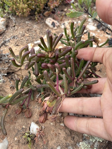 Tube Twinleaf (Roepera teretifolia)