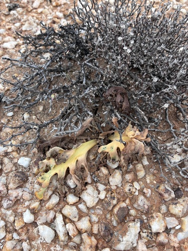 Searocket Babooncabbage (Othonna cakilifolia)