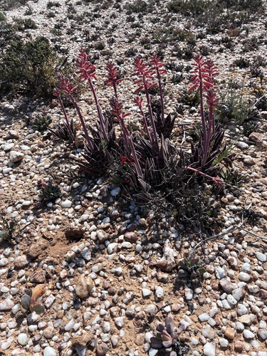 Gonialoe variegata (Gonialoe variegata)