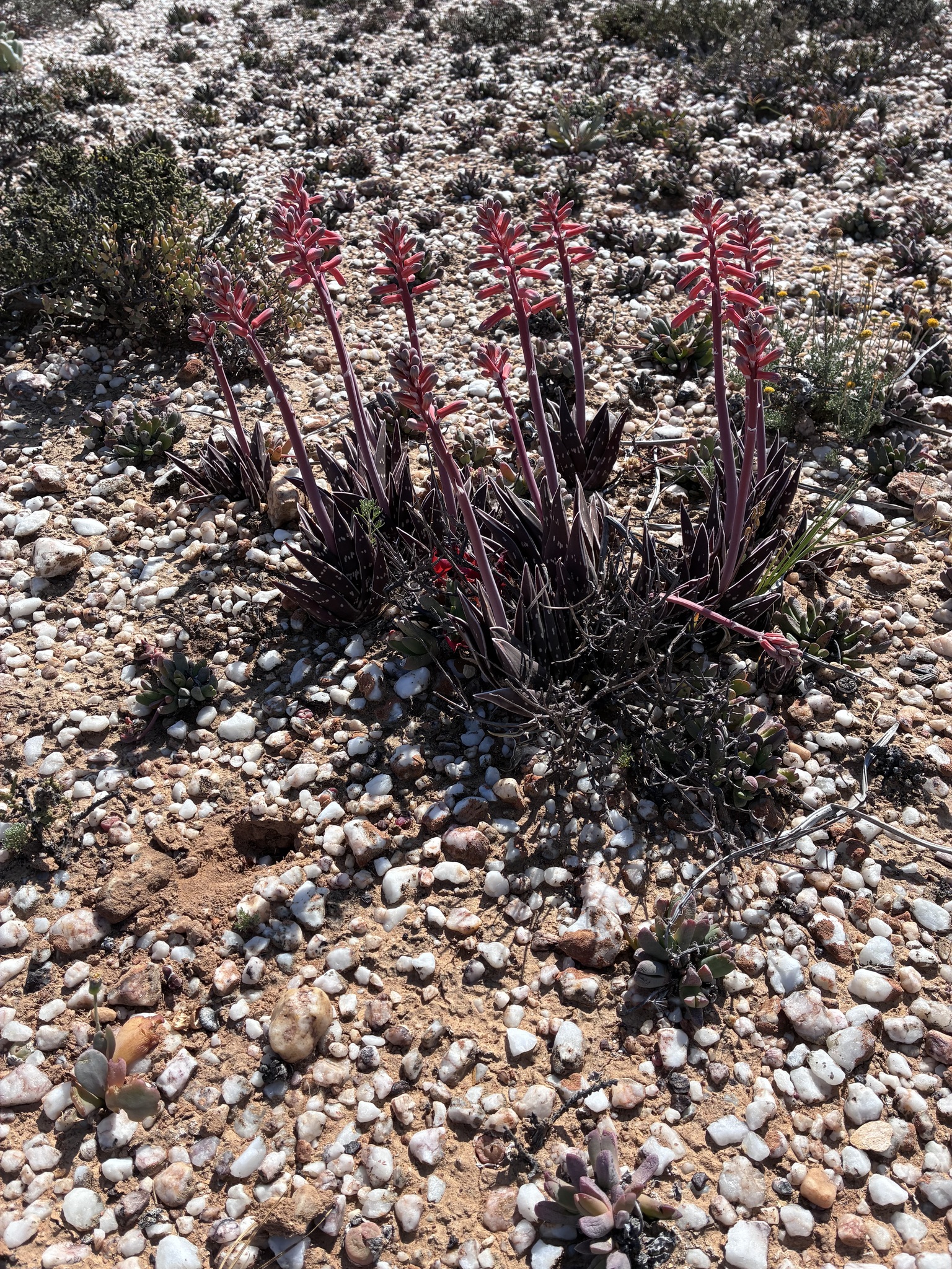 Gonialoe Variegata (Gonialoe variegata)