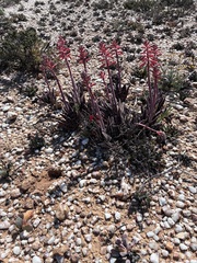Gestreifte Aloe (Gonialoe variegata)
