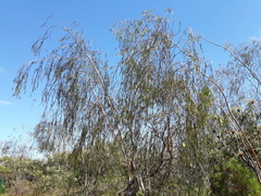 Eucalyptus sepulcralis