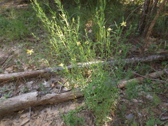 Hypericum drummondii