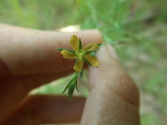 Hypericum drummondii