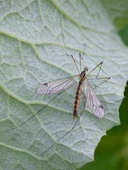 Nephrotoma dorsalis