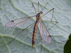 Nephrotoma dorsalis