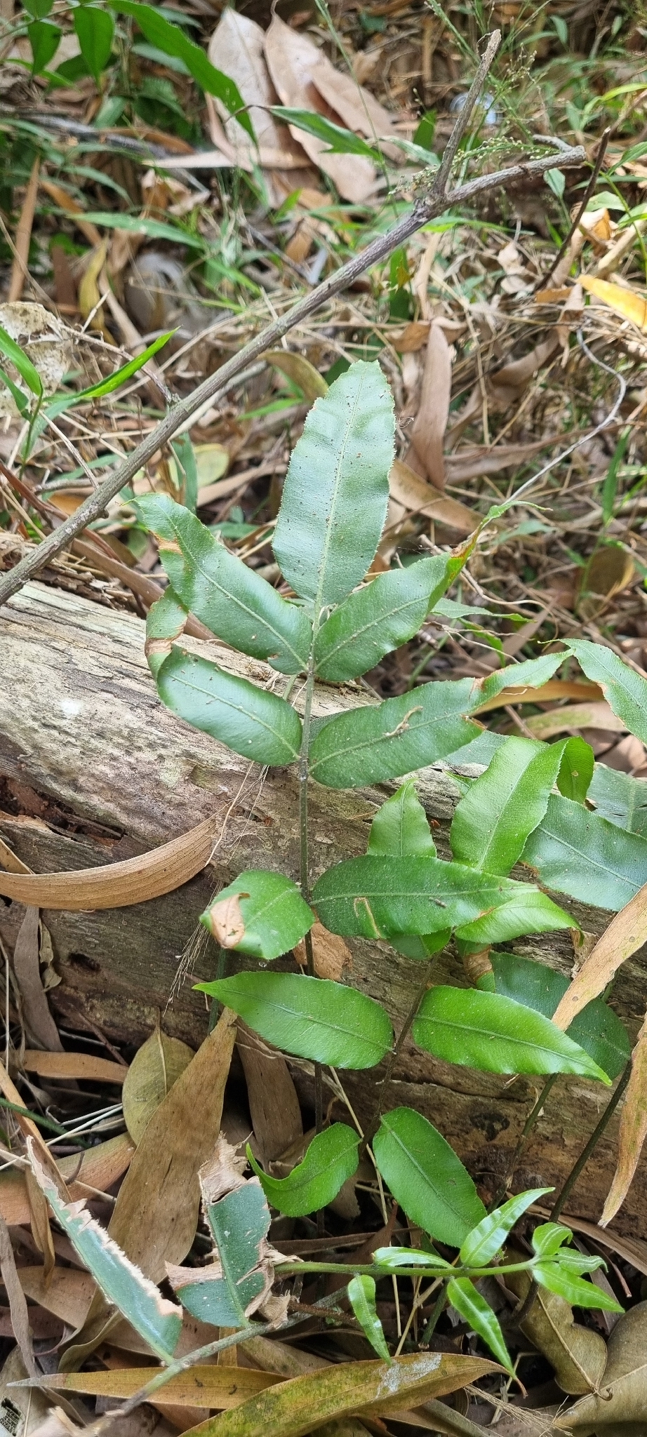 Dây choại (Stenochlaena palustris)