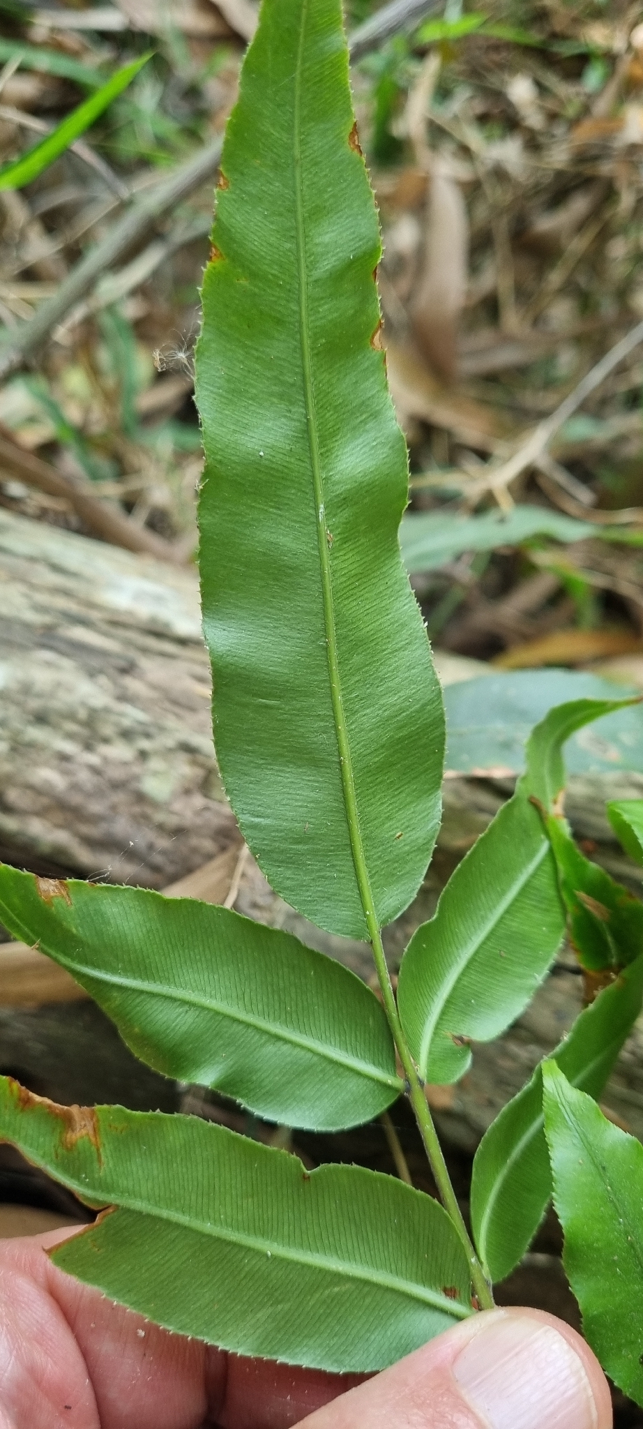 Dây choại — ảnh 2