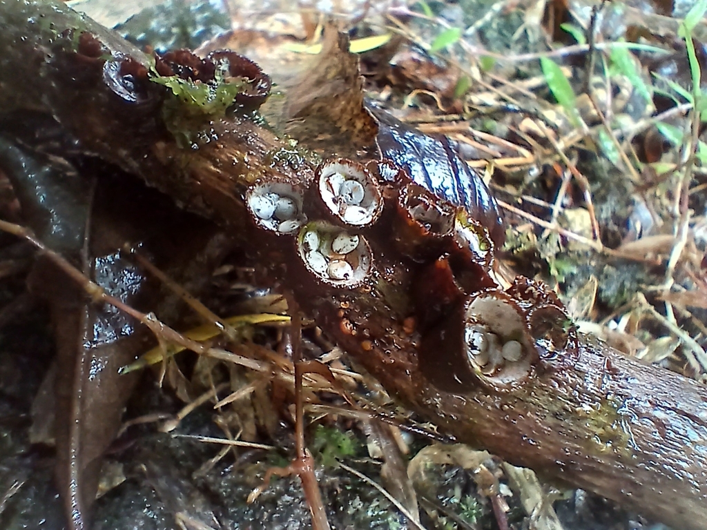 Crucibulum simile · January 2026 · photo: © mphnz (iNaturalist, cc0)