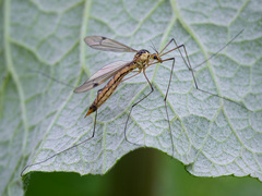 Nephrotoma dorsalis