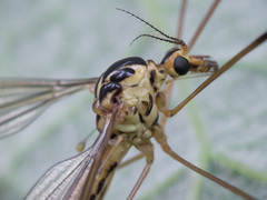 Nephrotoma dorsalis