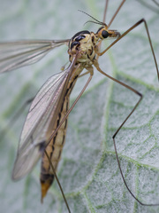 Nephrotoma dorsalis