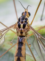 Nephrotoma dorsalis
