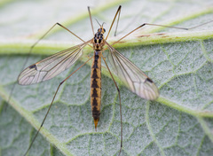 Nephrotoma dorsalis