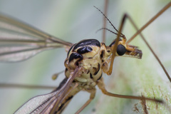 Nephrotoma dorsalis